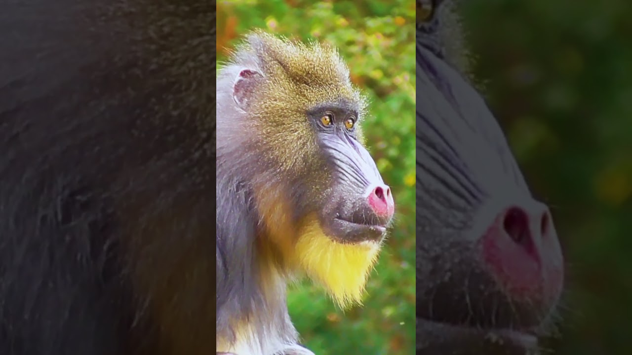 Incredible Wildlife in Stunning Natural Scenery| Relaxing Jungle Sounds (17)