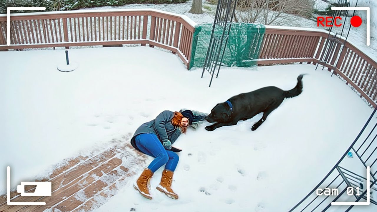ЛУЧШИЕ ВИДЕО С ЖИВОТНЫМИ 2025, СНЯТЫЕ НА КАМЕРУ ВИДЕОНАБЛЮДЕНИЯ