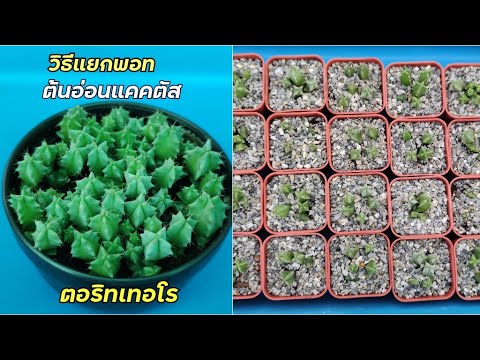 ผลสลากกินแบ่งรัฐบาล วันที่ 1 พย. 2567