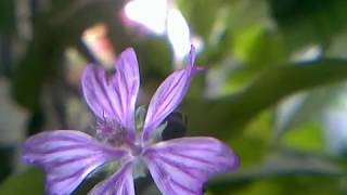 Malva Sylvestris Time Lapse