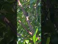 浜田省吾 ある晴れた夏の日の午後