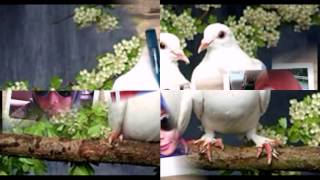 Download Lagu Ojo Lungo Didi Kempot Tembang Jawa traditional music of indonesia MP3