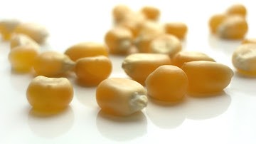 Discovery optical sorting machine for sweet corn kernels | RAYTEC VISION SpA