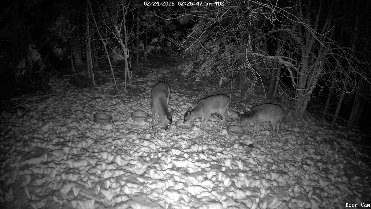 Deer 2-24-2026 2:16 AM