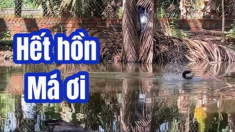 Câu cá lóc | cá táp hú hồn | rong chơi miền tây #fishing #lurecaloc #sonrau