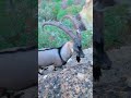 гірська коза mountain goat dağ keçisi