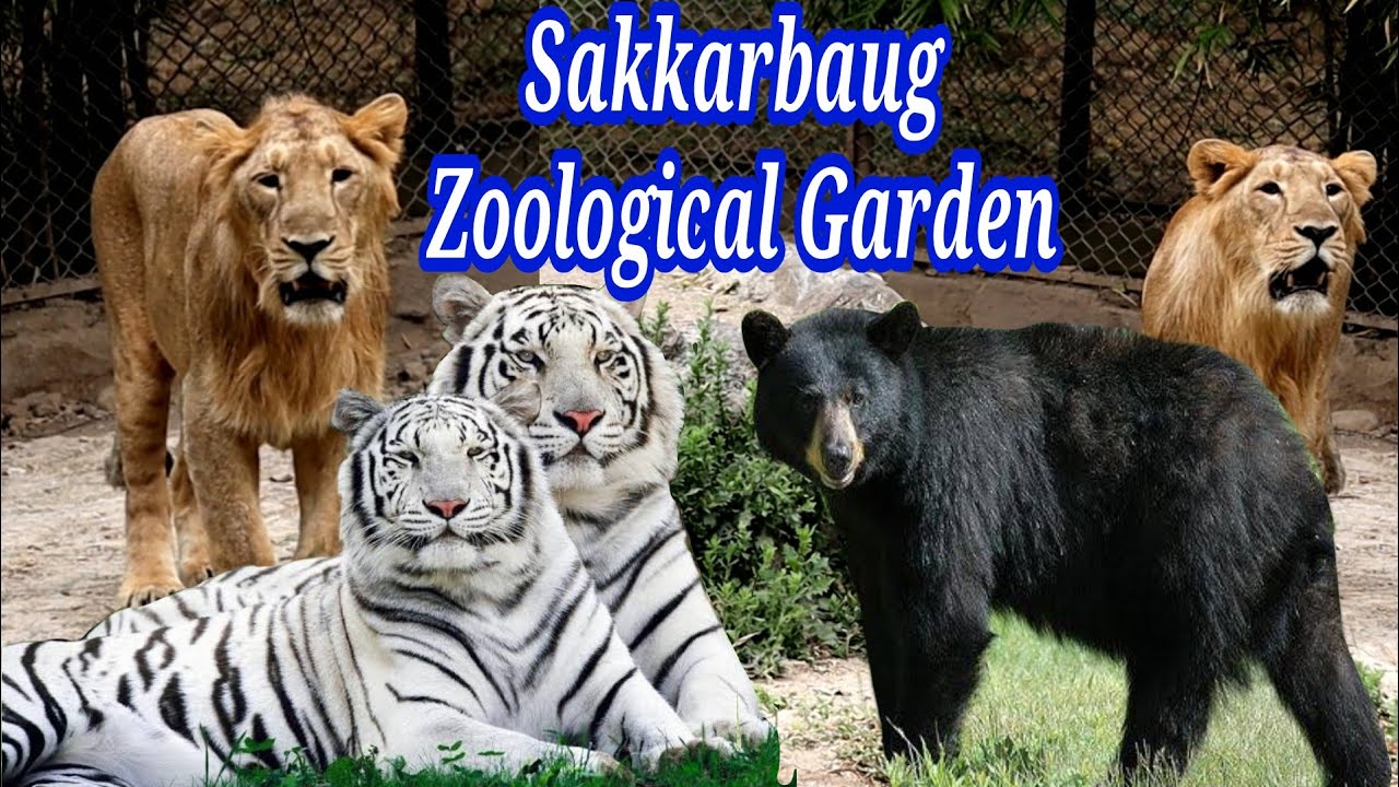 Sakkarbaug zoological park junagadh gujarat neekharas YouTube