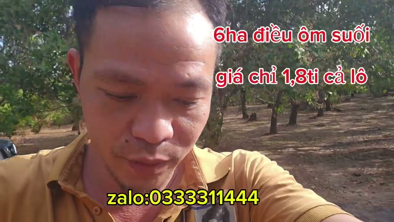 6ha điều đất bằng  ôm suối giá chỉ 1,8 tỉ cả lô#automobile #bdsdainam #batdongsandongnai 