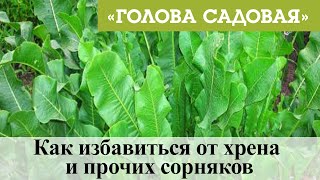 Голова садовая - Как избавиться от хрена и прочих сорняков