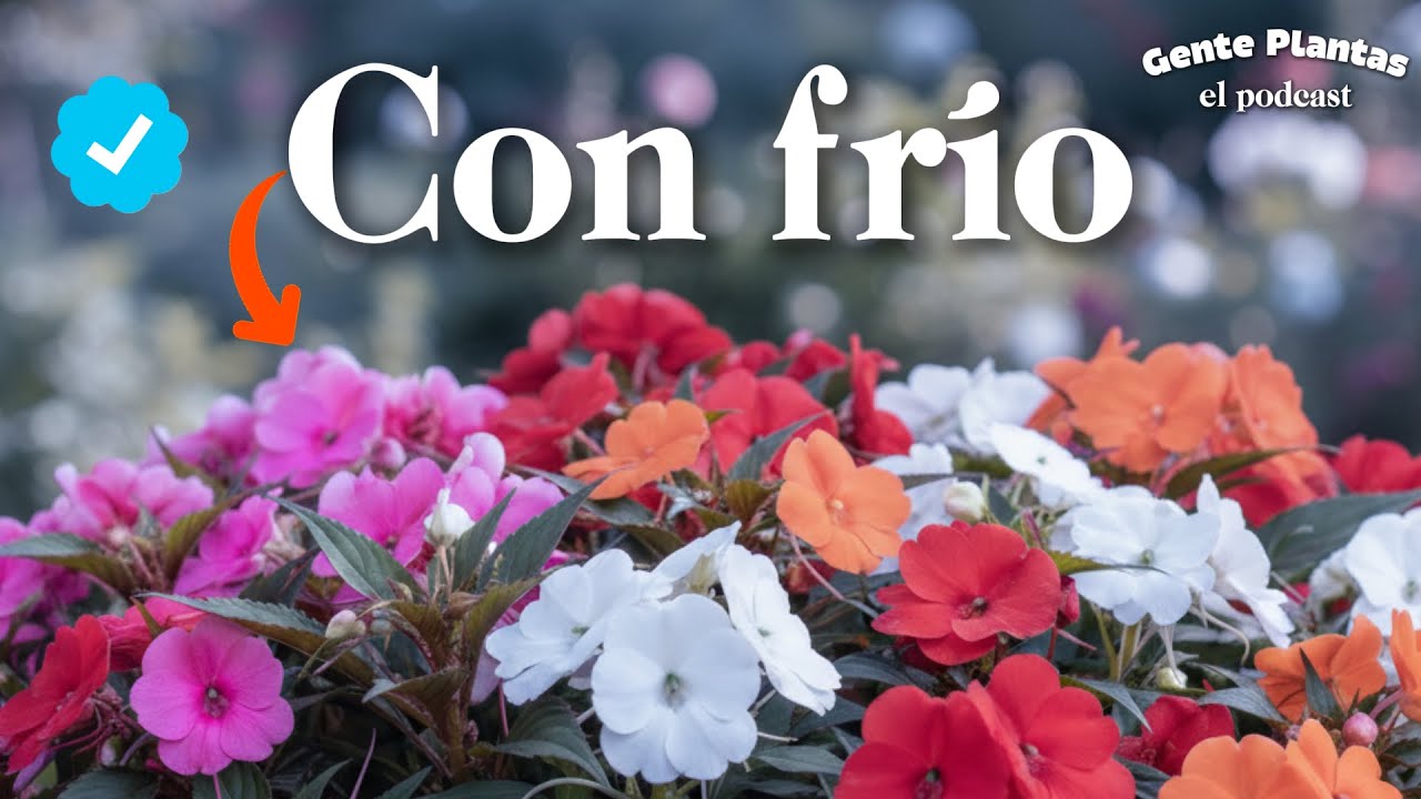 3 Flores de Sombra | Gente Plantas