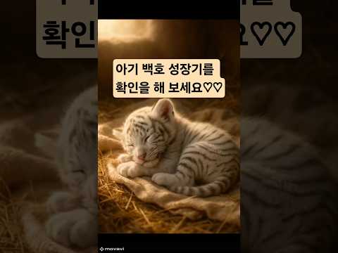 아기 백호의 감성 성장일기#아기백호 #백호성장기 #타임랩스동물 #첫걸음 #첫목욕 #감성AI #AI동물 #힐링쇼츠 #귀여운순간 #자연속백호#힐링 #행복