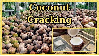 Coconut Cracking Skill 🌴 🥥 #fruit #asmr #fruitcuttingskills #fypシ