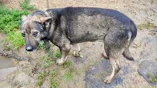 Она начала наглеть, опять собаки на цепи и драка в приюте