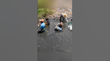 Thu Hoạch Tôm Càng Xanh SIÊU TO KHỔNG LỒ #shorts