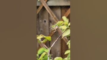 Garden Orb Weaver Spider spinning a web (Araneus Diadematus) Garden Spider