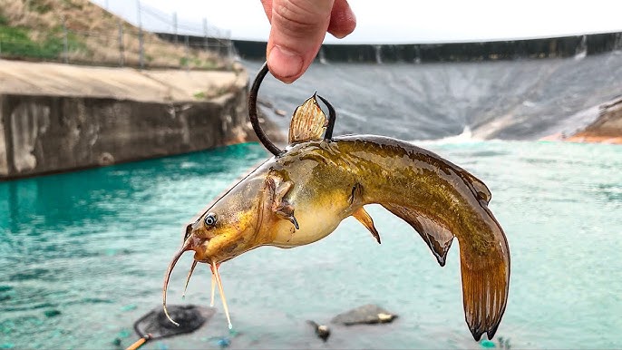 Using Asian Carp Scraps to Catch Blue Catfish Below Kentucky Lake 