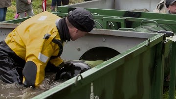 Commando Series Obstacle #19: Sheep Dip