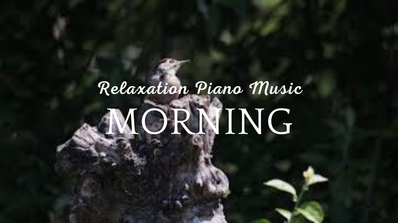 Top songs that will help you meditate or relax in the morning Best