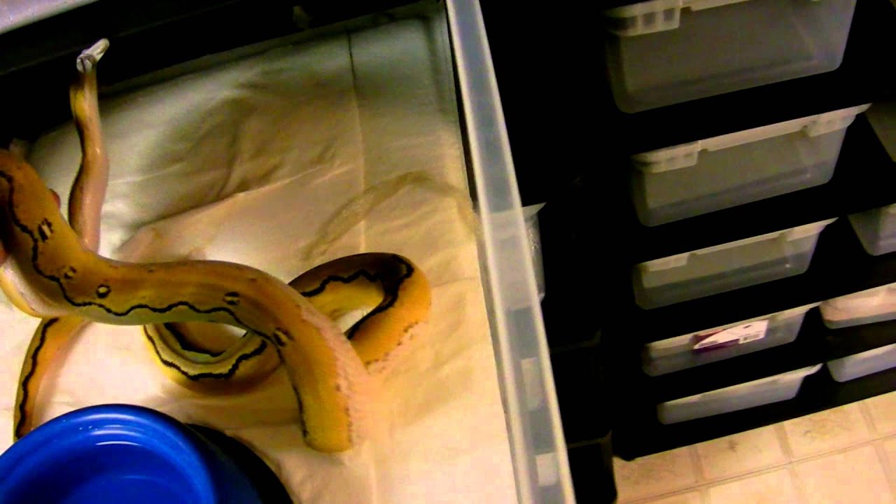 snake oil November 2012 Retic Room Walkthrough!!