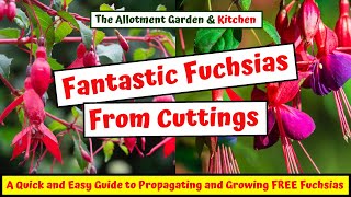 How to Take Fuchsia Cuttings for Beginners  A Step by Step Guide to Endless Free Flower Plants #104