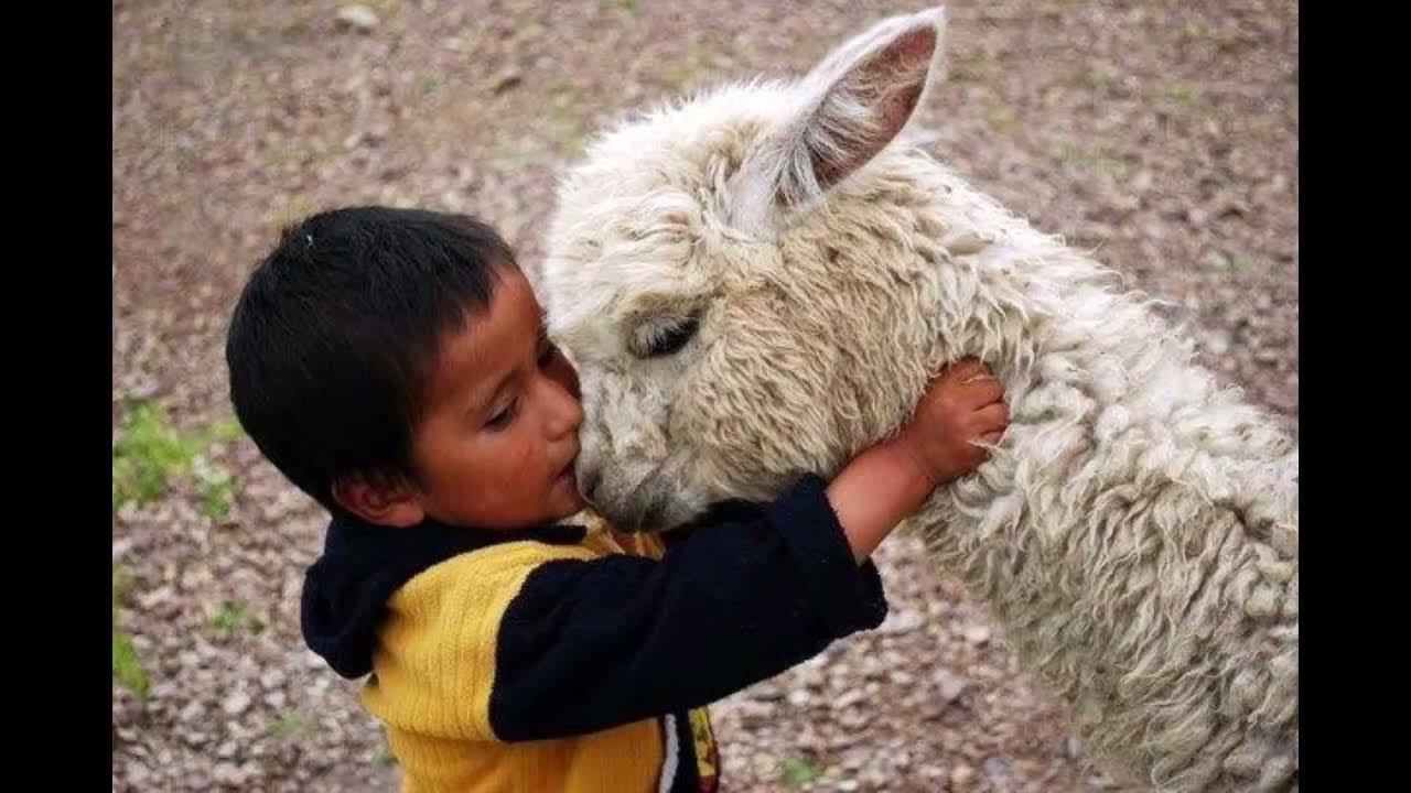 If you show kindness an animal it. Ламы обнимаются. Ребенок обнимает животное. Лама обнимашки. Лама для детей.