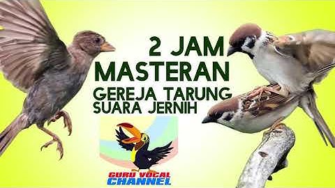 MASTERAN kicau Burung GEREJA TARUNG GACOR GURU VOCAL burung MURAI BATU burung  KACER burungCUCAK IJO