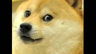 DOGE MLG