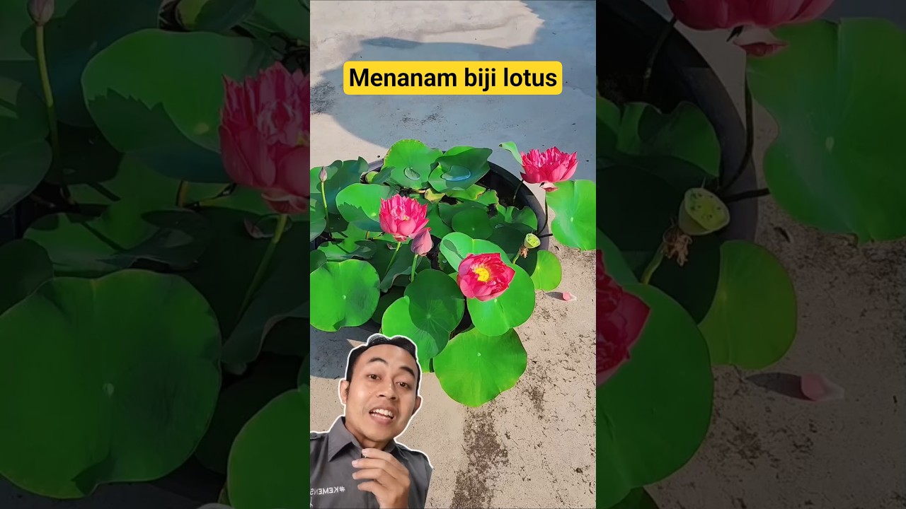 Menanam lotus dari biji hingga berbunga 