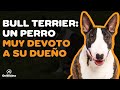 BULL TERRIER: 9 COSAS que debes SABER | PARTE 2