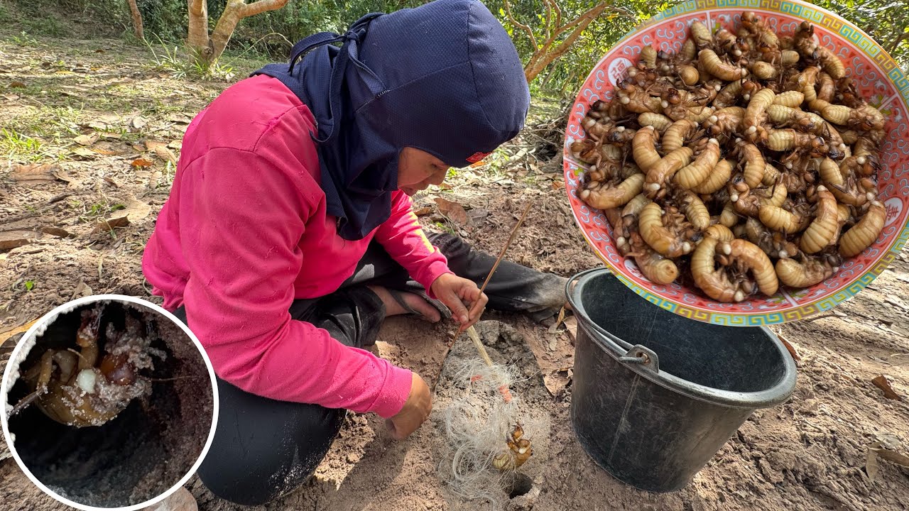 ตามหา? นาง￼จั๊กจั่นอาหารแปลก! ราคาแพง หากินยาก1ปีมีครั้ง? 9/12/68