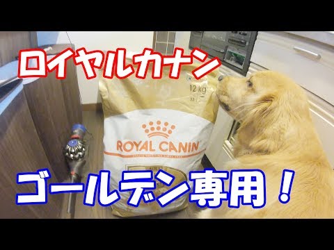 ロイヤルカナンの開封を心待ちにするゴールデンレトリバージョイ - YouTube