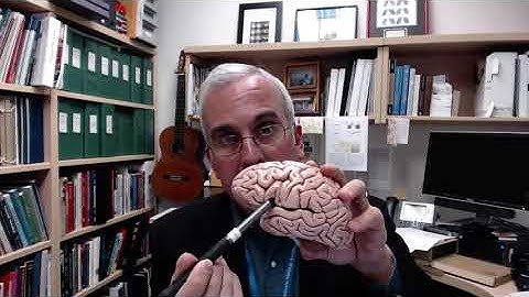 MN4 12 4 12 UMNC  Premotor Cortex 14 17Av20635441,P12