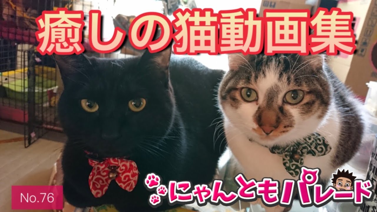 今日の癒される猫ちゃん動画集 No 76 にゃんともパレード Youtube 今日の癒される猫ちゃん動画集 No 76 にゃんともパレード Youtube