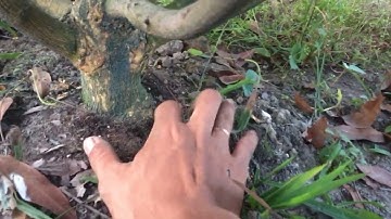 Mai vàng có hiện tượng lên xù