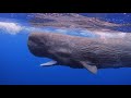 SPERM WHALES OF MAURITIUS