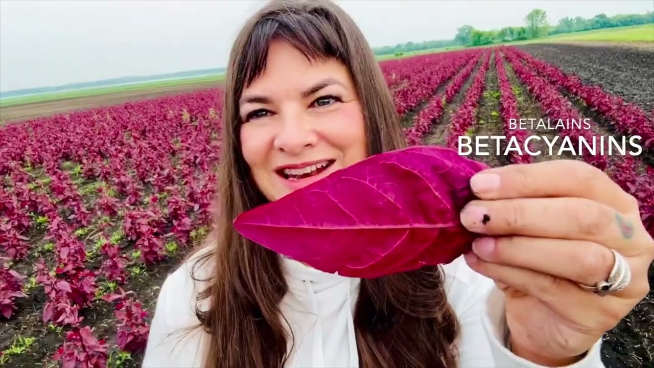 Mountain Spinach | Whole Plant Minutes with Mimi Hernandez