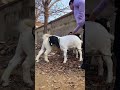 Who met all the friends, Goat Base, recorded the real life of the farmer Female sheep57