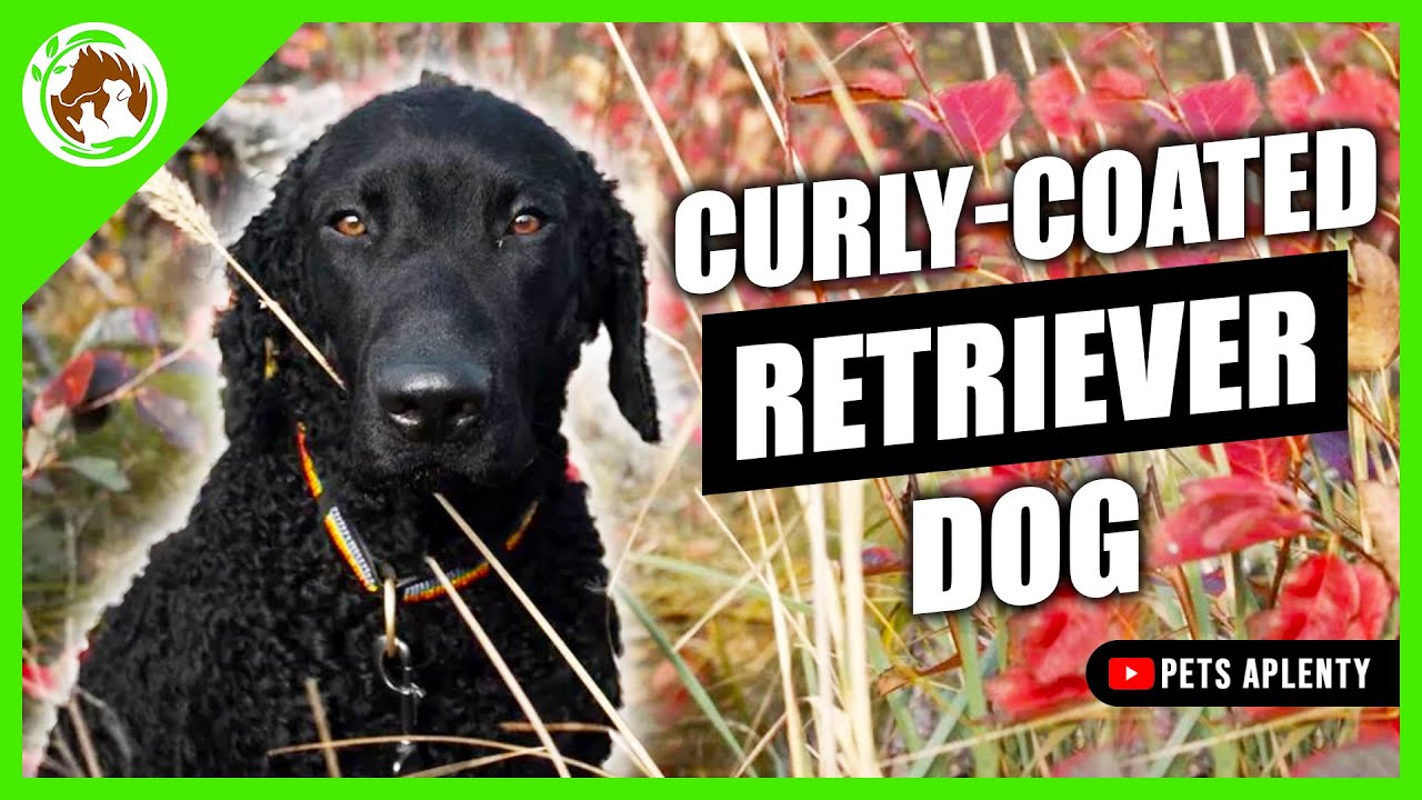 Get Ready to Fall in Love with the Curly Coated Retriever!