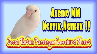 Pancingan Lovebird Albino MM Ngekek Panjang