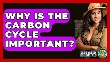 Why Is The Carbon Cycle Important? - Ecosystem Essentials