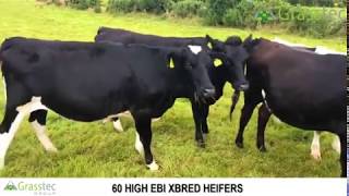 60 HIGH EBI XBRED HEIFERS