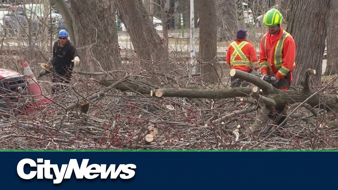 Ice storm: Montreal cleaning up thousands of downed tree branches - YouTube