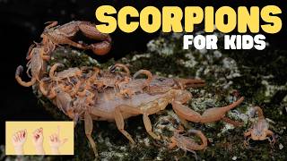 asl scorpions kids