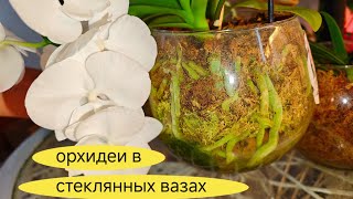 В Этих ВАЗАХ Растут САМЫЕ ЖИРНЫЕ КОРНИ ОРХИДЕЙ, как поливать орхидеи в стеклянных вазах ЗС