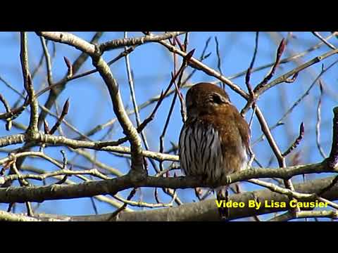 Pygmy Owl Regurgitating