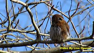 Pygmy Owl Regurgitating A Pellet For The Paparazzi by Bruce Causier 540 views 6 years ago 1 minute, 24 seconds