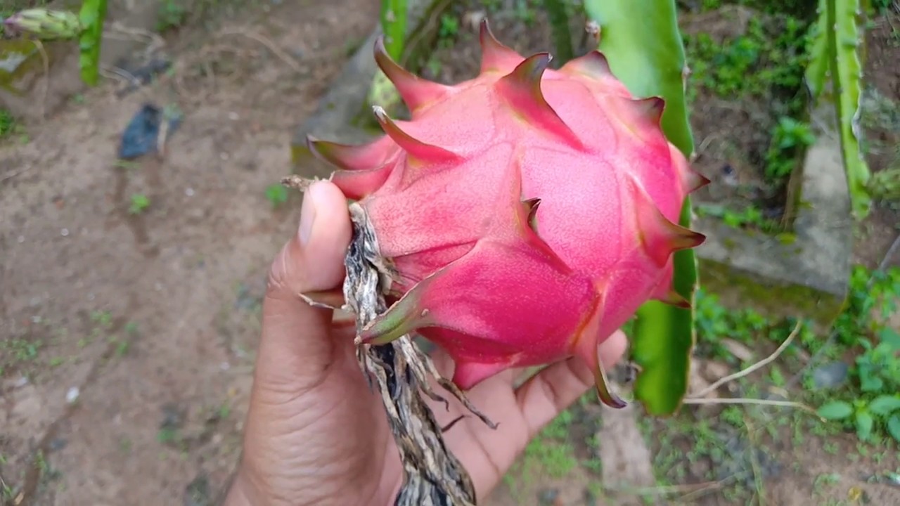  Buah  Naga  Merah  Matang Di pohon  Siap Panen Dragon 