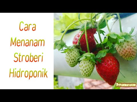 CARA MENANAM STROBERI HIDROPONIK 
