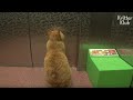 Cat Dreams Of Seeing His Former Owner Every Time The Elevator Doors Open | Kritter Klub