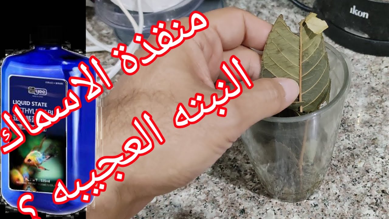 انقذ اسماكك بالنبتة العجيبه من الامراض علاج عام لامراض السمك بالاعشاب والادويه.